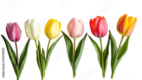 Five colorful tulips arranged in a row isolated on transparent background