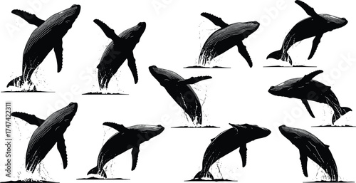 Humpback whale breaching sequence illustration, ocean wildlife silhouette vector, marine animal jump design, aquatic nature art, sea life concept image