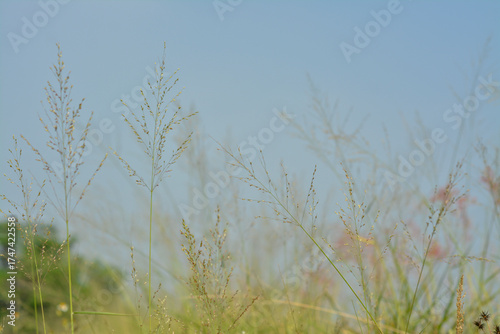 Looking Up Through Tall Wild Grass with Reddish Plumes and Blue Sky. 