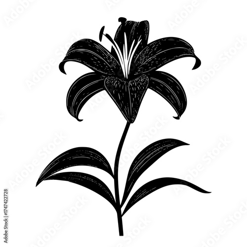 Black and White Stylized Lily Illustration with Leaves