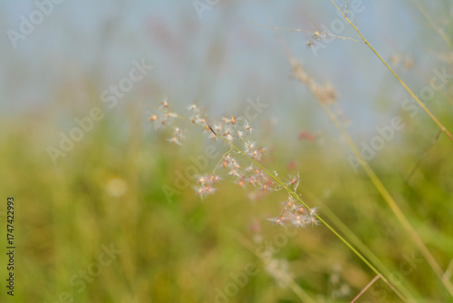 Dreamy Nature Abstract: Minimalist Shot of Grass and Bokeh in Summer.