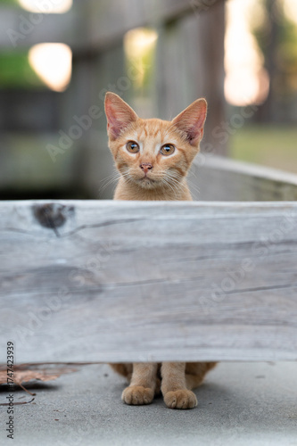 portrait of a kitten