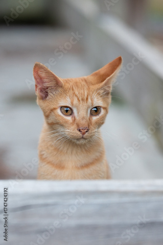 portrait of a kitten