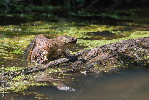 Common snapping turtle climbs a half-sunken tree. Chesapeake and Ohio Canal National Historical Park
