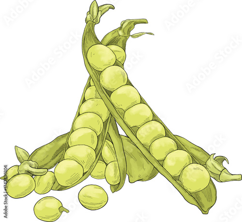 peas nut color sketch illustration hand drawn
