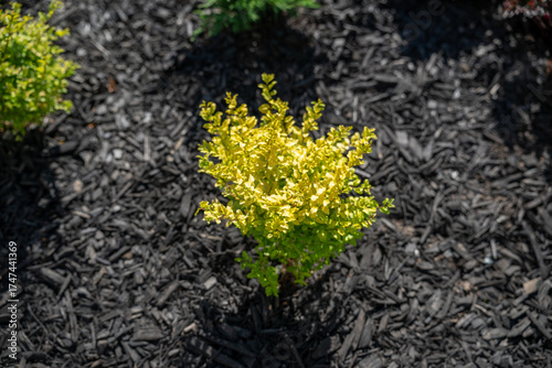 Sunshine Ligustrum offers year-round golden foliage that flourishes in full sun