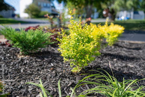 Sunshine Ligustrum offers year-round golden foliage that flourishes in full sun