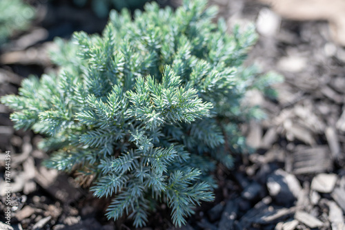 Blue Star Juniper, Silvery-Blue Color shrub that is evergreen.
