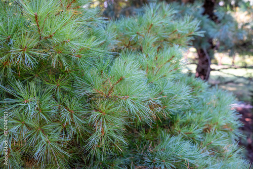Close up of Hershey eastern white pine