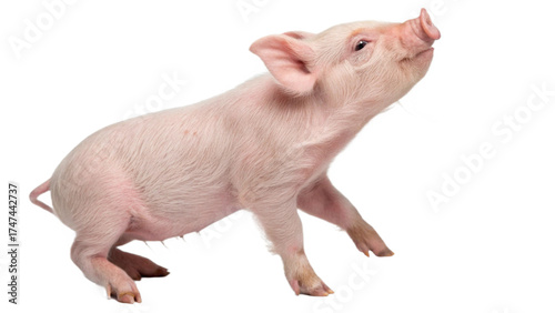 Mini pet pig, isolated on a transparent background PNG
