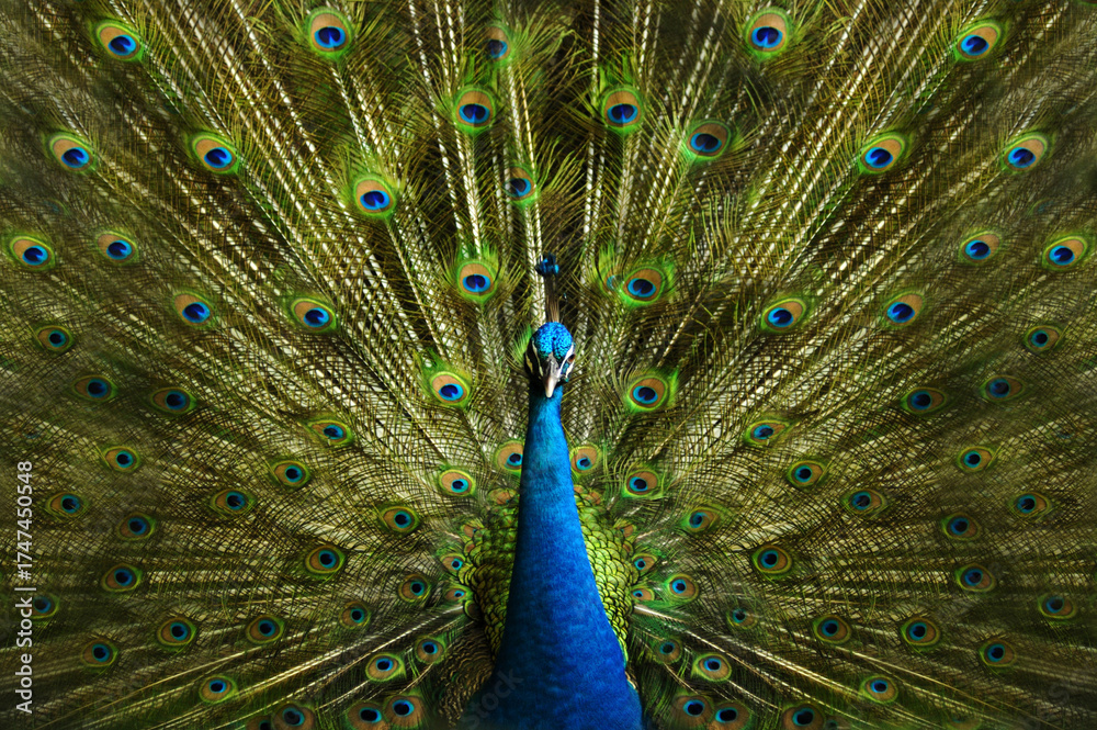 Fototapeta premium peacock with feathers
