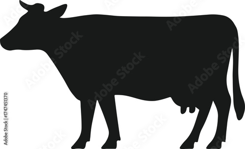 Black vector silhouette of a bull or cow, an isolated farm animal illustration for livestock or beef icons