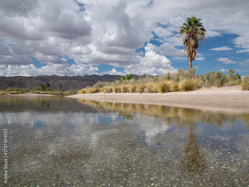 River and beach with palm tree