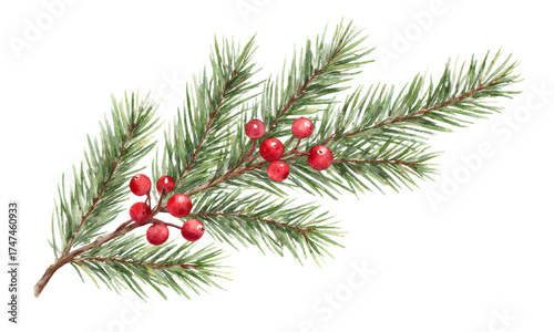 Watercolor Pine Branch with Red Berries Festive Winter Element