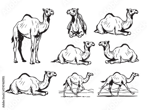 Vector of collection of one-humped camel illustrations in various standing, walking, and resting poses, in a simple line-art sketch style.