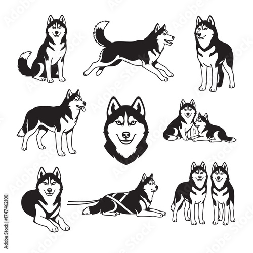 Vector of set of friendly black and white Siberian Husky dog illustrations in various poses, including running and pulling a sled harness. Pet.