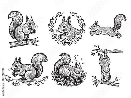 Detailed vector set of squirrels in various poses eating, jumping, sleeping in a nest in a black and white woodcut style.