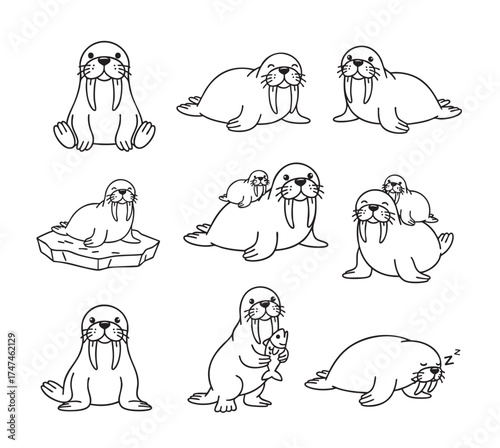 Vector set of cute, simple line-art walrus characters in various poses sitting, sleeping, and with a pup or fish.