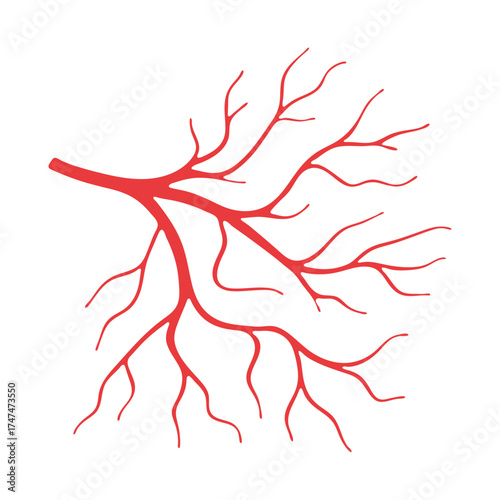 Branching Vein: A vibrant illustration showcases a network of intricate branching veins, a vital component of the human circulatory system. Illustrating the biological complexity