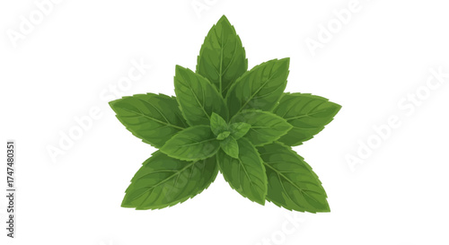 Close-up of fresh green mint leaves on a white background.