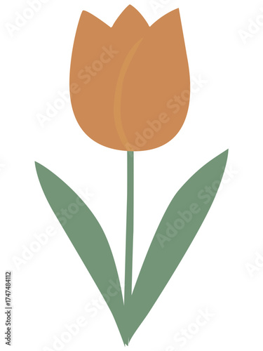 Illustration of an Orange Tulip Flower