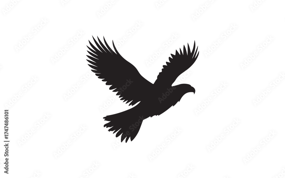 Obraz premium eagle in flight