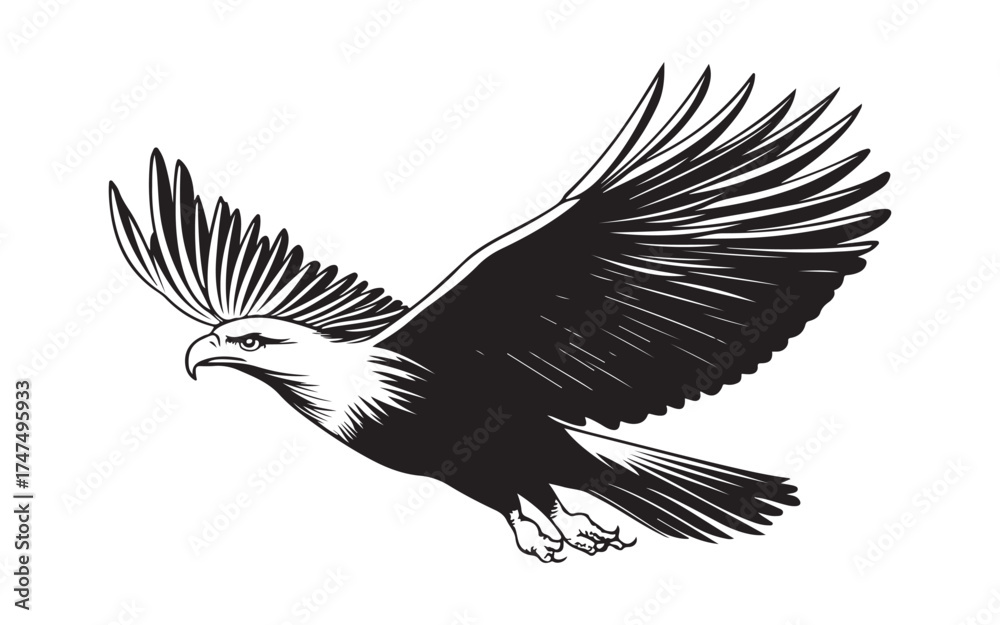 Obraz premium eagle in flight