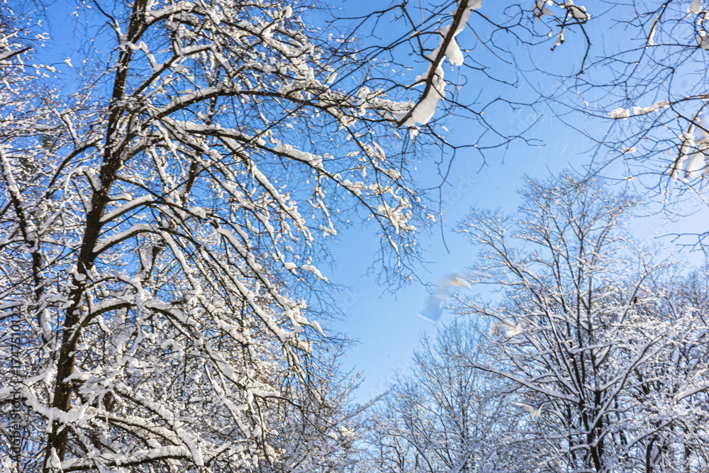 Obraz premium Snow-covered trees toward a clear blue sky in a tranquil winter scene. Branches laden with snow contrast against the bright backdrop. Peaceful cold-weather moments and outdoor seasonal beauty.