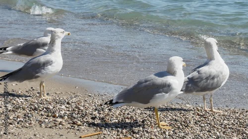 This video captures a quiet moment of coastal wildlife as four white and gray seabirds stand still near the water's edge.