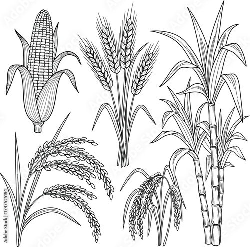 Vector art of crop illustrations in black and white