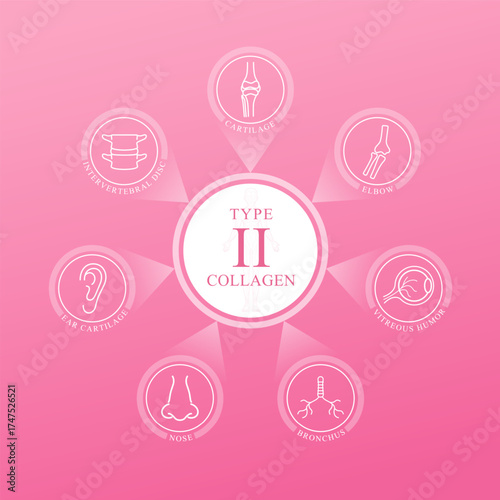 Type II collagen. Collagen main protein with icons Cartilage Elbow Vitreous humor Ear Intervertebral disc and Bronchus on pink background. Medical science. Vector EPS10.