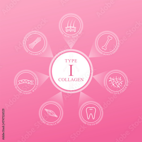 Type I collagen. Collagen main protein with icons connective tissues Cartilage bone Blood vessel wall Ligament Muscle and Skin on pink background. Medical science. Vector EPS10.
