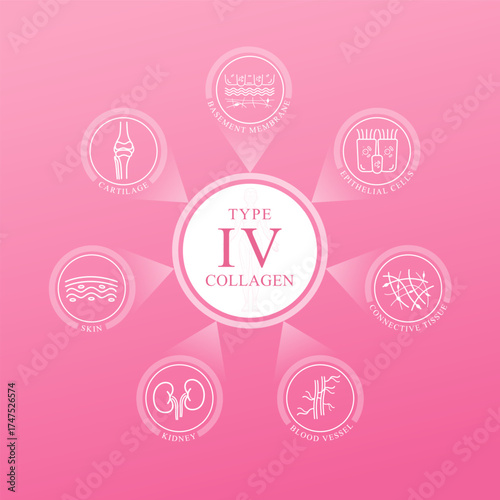 Type IV collagen. Collagen main protein with icons Connective tissue Skin Cartilage Blood vessels Epithelial cells Basement membrane and Kidney on pink background. Medical science. Vector EPS10.