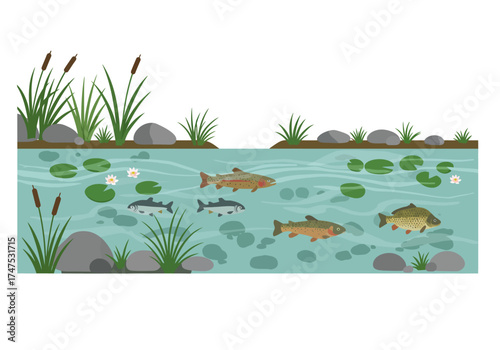 Freshwater Fish Swimming in a Pond with Lily Pads and Reeds.