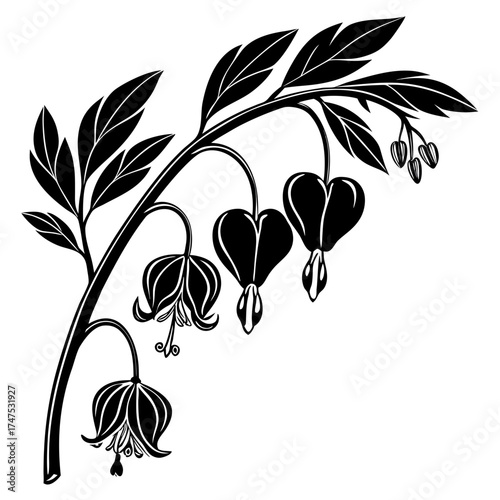 Delicate white bleeding heart flowers drawn in a minimalist style on a black background