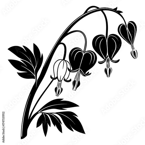 Elegant white bleeding heart flower silhouette on black background