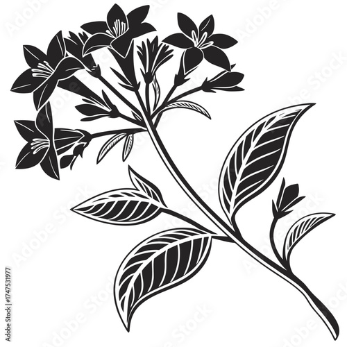 Elegant black and white illustration of a flowering plant branch
