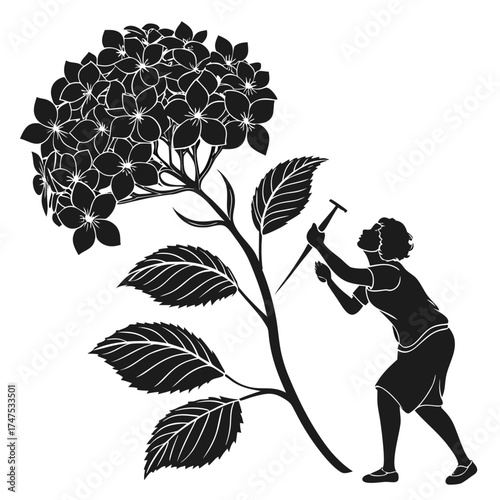 Silhouette of a person tending to a large hydrangea flower