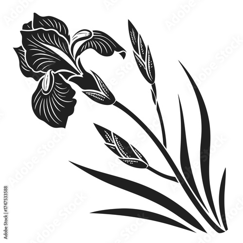 Stylized black and white iris flower with buds