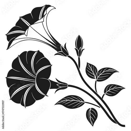Elegant black and white illustration of morning glory flowers and buds