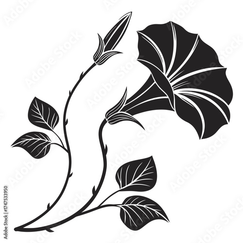 Black and white silhouette of a morning glory flower and buds