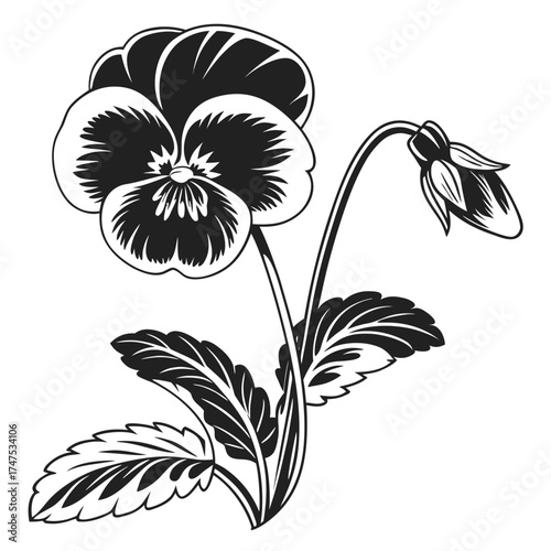 Stylized black and white pansy flower with bud