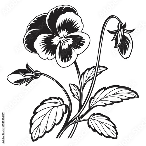 Black and white pansy flower illustration with buds and leaves