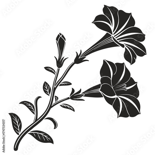 Elegant black and white silhouette of petunia flowers and buds