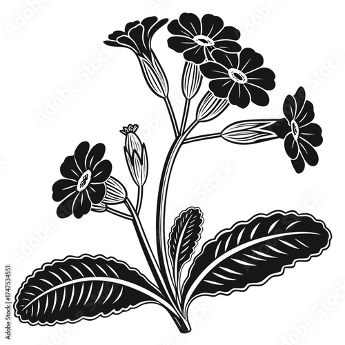 Stylized black and white floral illustration with primrose flowers