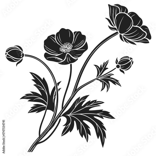 Elegant black and white floral illustration with anemone flowers