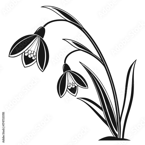 Elegant black and white snowdrop flowers with stylized leaves