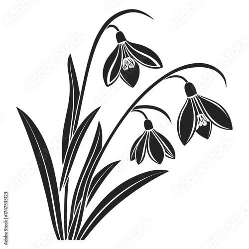 Elegant black and white illustration of snowdrop flowers