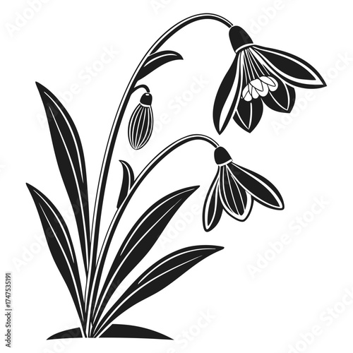 Elegant black and white snowdrop flower illustration