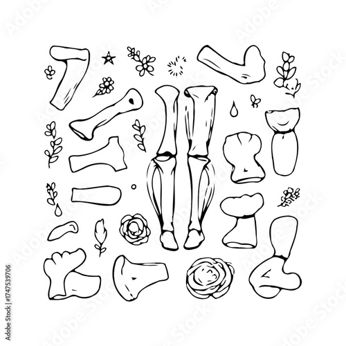 Anatomical bone sketches with delicate floral elements create a playful yet informative scientific